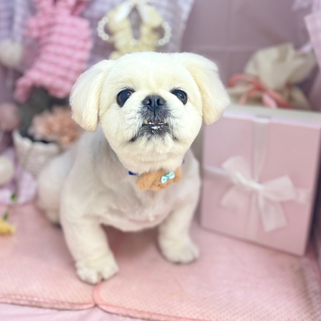 【本店】2025年4月24日のワンちゃん達♪