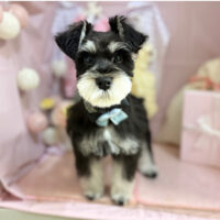 【本店】2025年4月25日のワンちゃん達♪