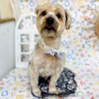 【池下店】2025年4月27日のワンちゃん達♪