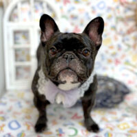 【池下店】2025年4月28日のワンちゃん達♪