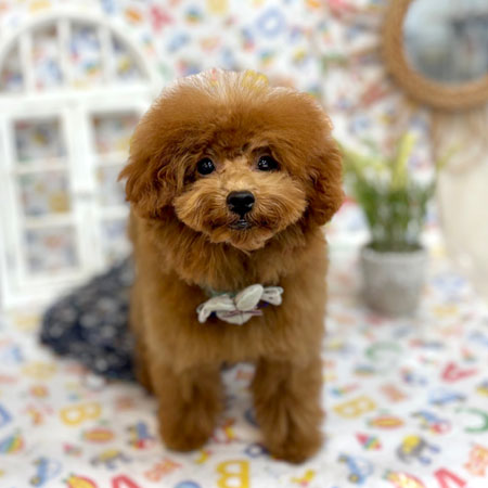 【池下店】2025年4月30日のワンちゃん達♪