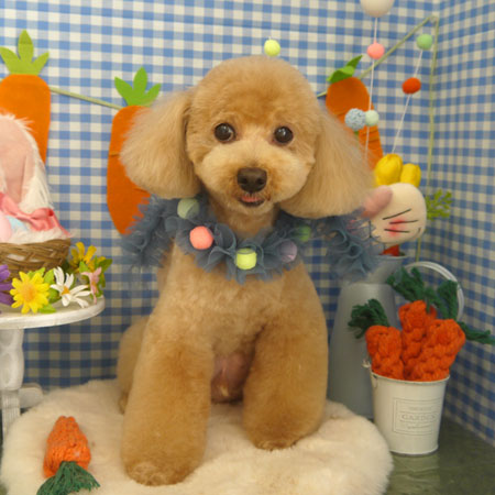 【山手店】2025年4月5日のワンちゃん達♪