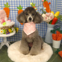 【山手店】2025年4月11日のワンちゃん達♪