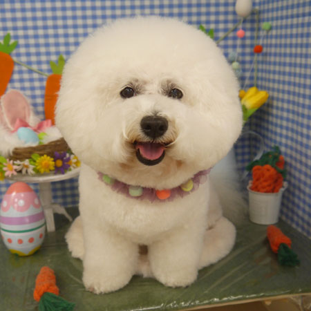 【山手店】2025年4月12日のワンちゃん達♪