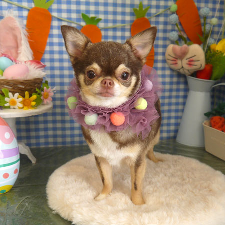 【山手店】2025年4月19日のワンちゃん達♪