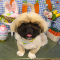 【山手店】2025年4月20日のワンちゃん達♪