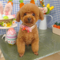 【山手店】2025年4月24日のワンちゃん達♪