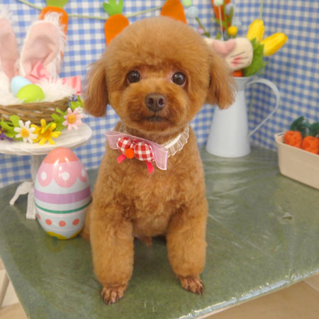 【山手店】2025年4月24日のワンちゃん達♪