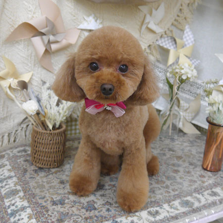 【山手店】2025年4月27日のワンちゃん達♪