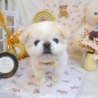 【池下店】2025年4月12日のワンちゃん達♪