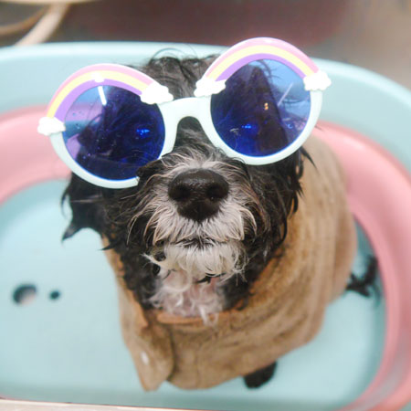 【池下店】2025年4月13日のワンちゃん達♪