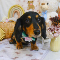 【池下店】2025年4月14日のワンちゃん達♪