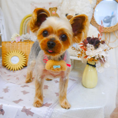 【池下店】2025年4月18日のワンちゃん達♪