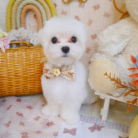 【池下店】2025年4月20日のワンちゃん達♪