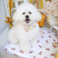 【池下店】2025年4月24日のワンちゃん達♪