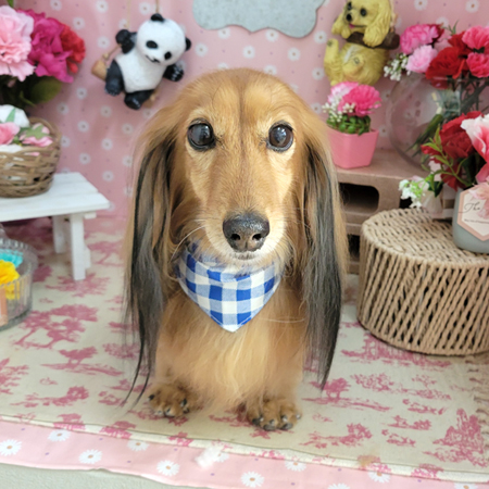 【本店】2025年5月9日のワンちゃん達♪