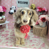 【本店】2025年5月24日のワンちゃん達♪