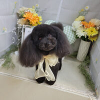 【本店】2025年5月30日のワンちゃん達♪