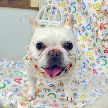 【池下店】2025年5月16日のワンちゃん達♪