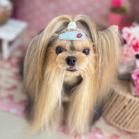 【本店】2025年5月1日のワンちゃん達♪