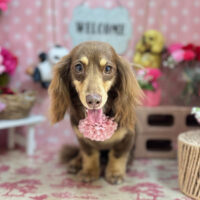 【本店】2025年5月10日のワンちゃん達♪