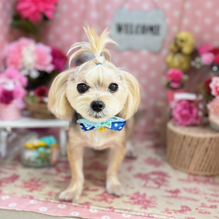 【本店】2025年5月12日のワンちゃん達♪