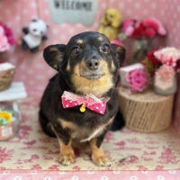 【本店】2025年5月3日のワンちゃん達♪