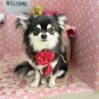 【本店】2025年5月8日のワンちゃん達♪