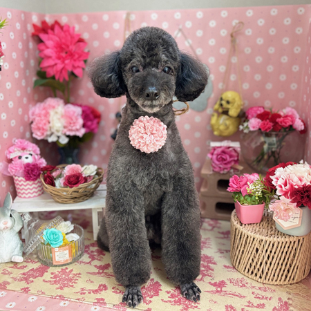 【本店】2025年5月18日のワンちゃん達♪