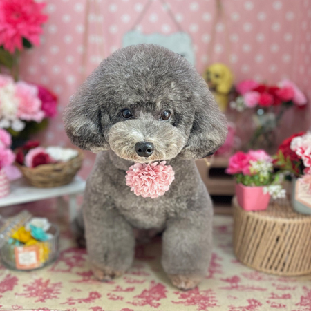 【本店】2025年5月19日のワンちゃん達♪