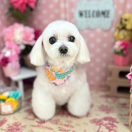 【本店】2025年5月11日のワンちゃん達♪