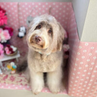 【本店】2025年5月22日のワンちゃん達♪