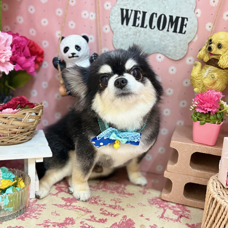 【本店】2025年5月15日のワンちゃん達♪