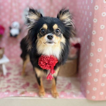 【本店】2025年5月17日のワンちゃん達♪