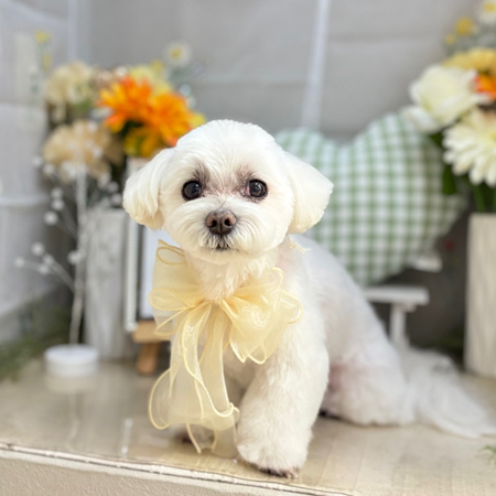 【本店】2025年5月26日のワンちゃん達♪