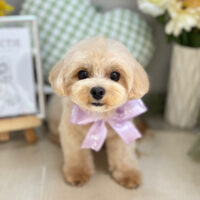 【本店】2025年5月29日のワンちゃん達♪