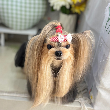 【本店】2025年5月31日のワンちゃん達♪