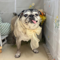 【本店】2025年5月28日のワンちゃん達♪