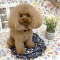 【池下店】2025年5月3日のワンちゃん達♪