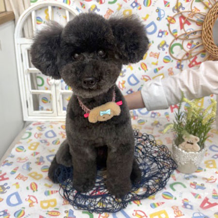 【池下店】2025年5月9日のワンちゃん達♪