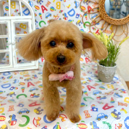 【池下店】2025年5月15日のワンちゃん達♪