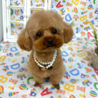 【池下店】2025年5月24日のワンちゃん達♪