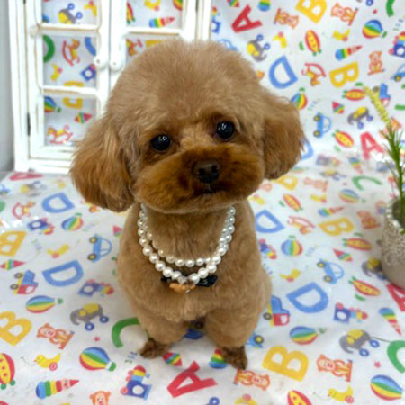 【池下店】2025年5月24日のワンちゃん達♪