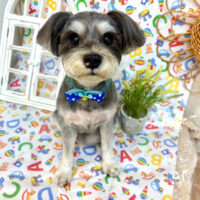 【池下店】2025年5月26日のワンちゃん達♪