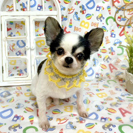 【池下店】2025年5月17日のワンちゃん達♪