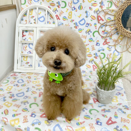 【池下店】2025年5月23日のワンちゃん達♪