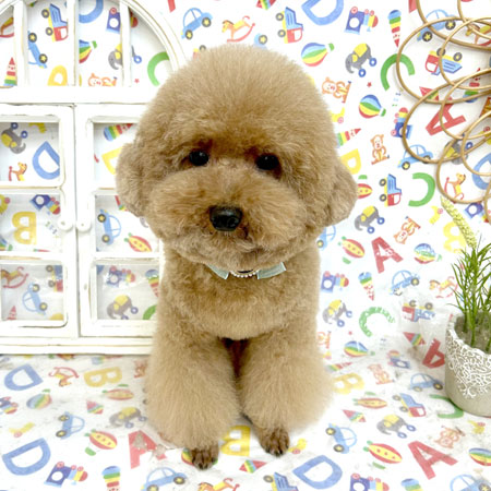 【池下店】2025年5月29日のワンちゃん達♪