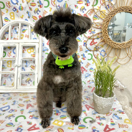 【池下店】2025年5月31日のワンちゃん達♪