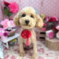 【本店】2025年5月4日のワンちゃん達♪