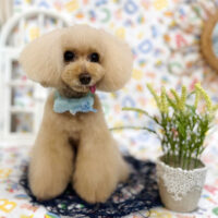 【池下店】2025年5月11日のワンちゃん達♪